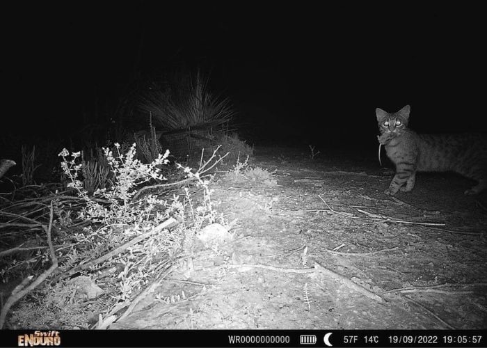 A feral cat was recently captured on a camera trap right outside the exclusion fence with what is believed to be a KI Dunnart in its mouth.