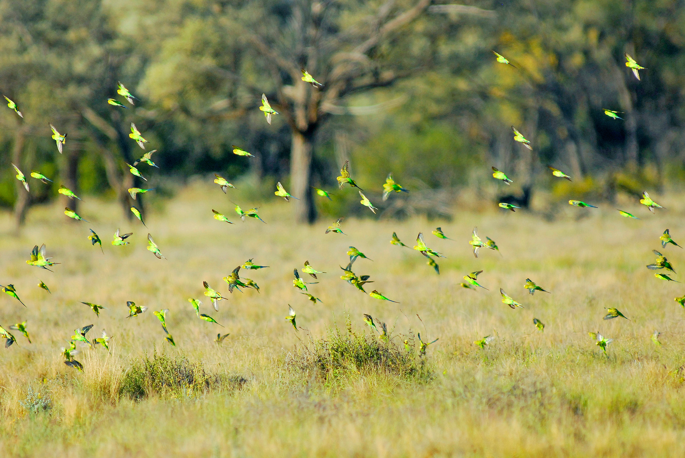 Budgerigars in open grassland, backdropped by Gidyea (Acacia cambagei)