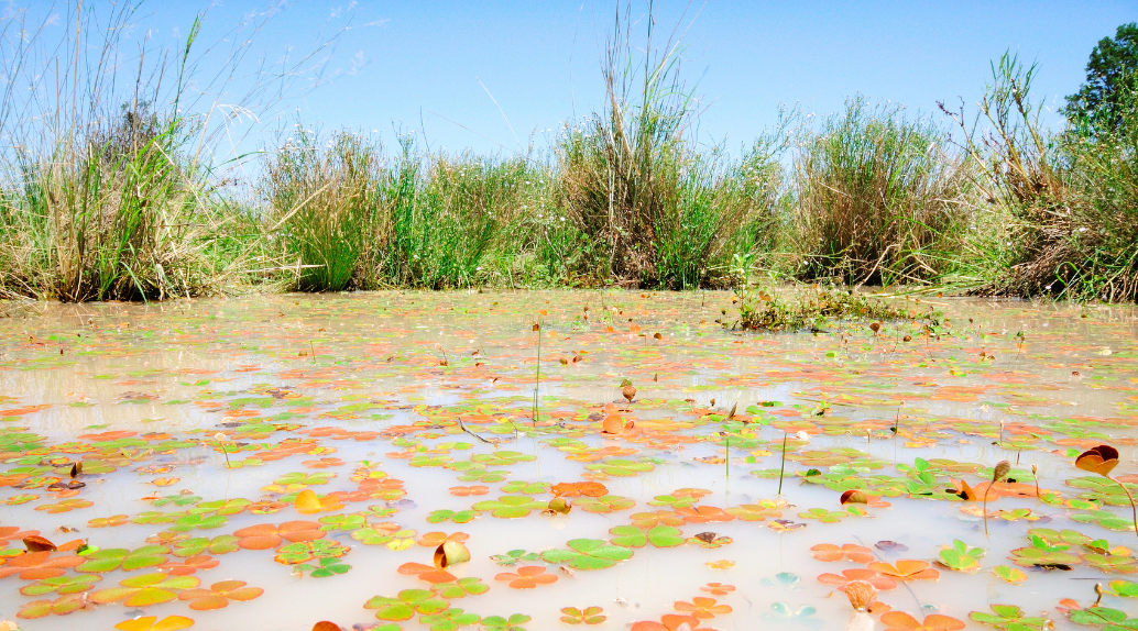 Nardoo Marsilea drummondii in an ephemeral claypan canegrass wetland at Bowra Wildlife Sanctuary.