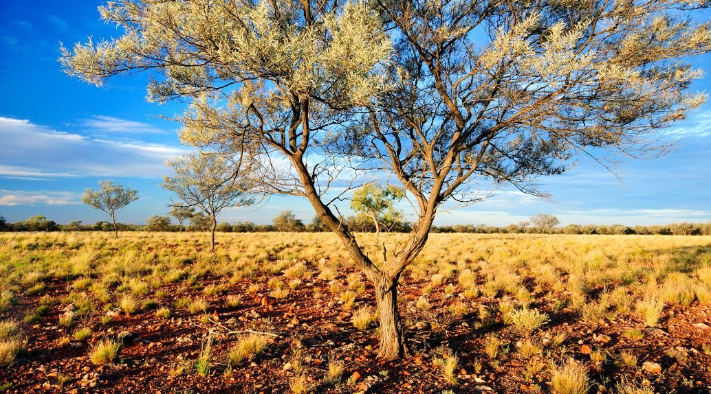 Mulga Acacia aneura/stowardi shrubland on the residual tableland at Bowra Wildlife Sanctuary.