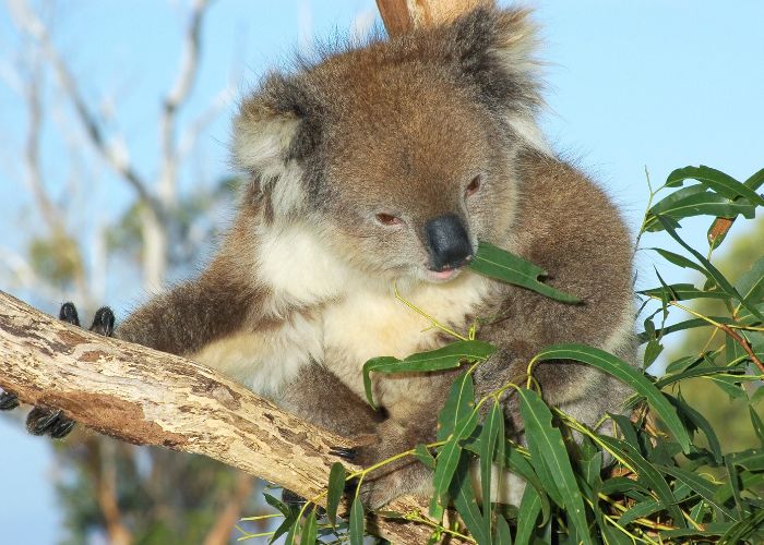 Koala feeding on eucalypt leaves at Curramore Wildlife Sanctuary.