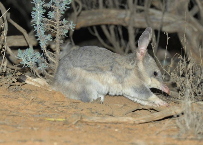 Faith Sze-En Chen, a Murdoch University student, set out discover whether bilbies have developed any predator awareness since cats were introduced to Australia in the 1800s.