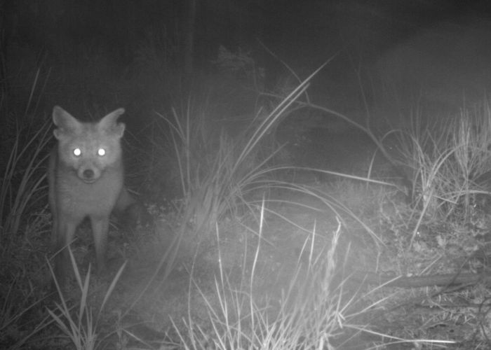 After a four-and-a-half year fox hunt, Rambo the Pilliga's elusive fox is no more - and the fenced area is officially feral predator-free.