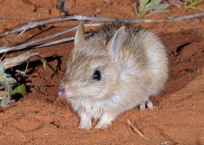With the final predator gone, AWC can resume with the important reintroduction program which will see the Plains Mouse and Western Barred Bandicoot return to the Pilliga this year.