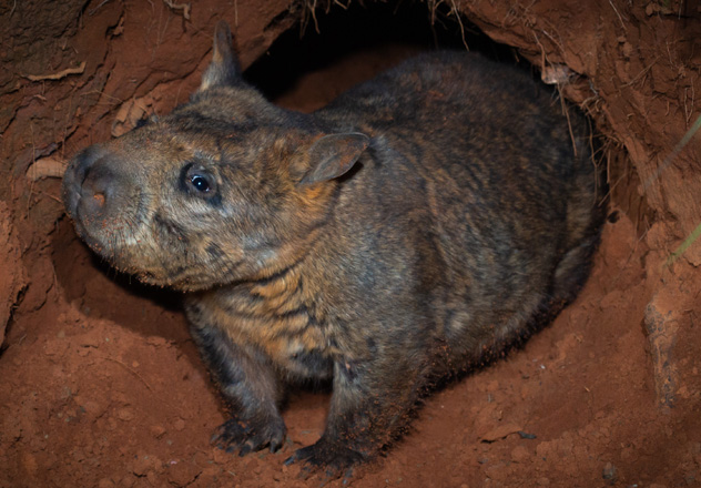 Strike a pose. A Critically Endangered Northern Hairy-nosed Wombat exiting burrow 6.