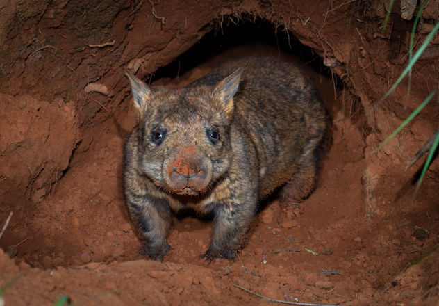 'Home Sweet Home’. A Critically Endangered Northern Hairy-nosed Wombat exits the comforts of its burrow at night to graze - Richard Underwood Nature Refuge, QLD.