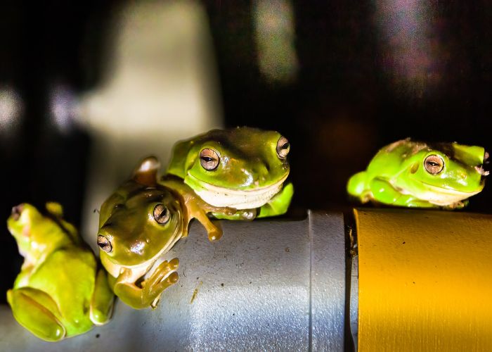 An army of frogs have moved into Piccaninny Plains Wildlife Sanctuary's homestead, forcing live in caretakers Sally and Graham to cohabitate. 