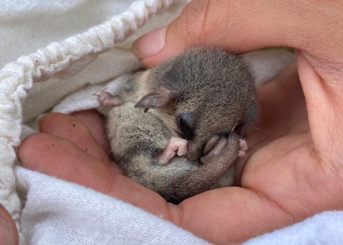 The Eastern Pygmy Possum plays a significant role in protecting the critically endangered Eastern Suburbs Banksia Scrub at North Head Sanctuary.