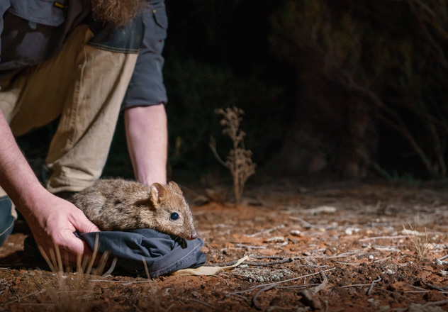 A Brush-tailed Bettong (Bettongia penicillata) is released into the 9,570 hectare feral predator-free area at Mallee Cliffs Wildlife Sanctuary, New South Wales.