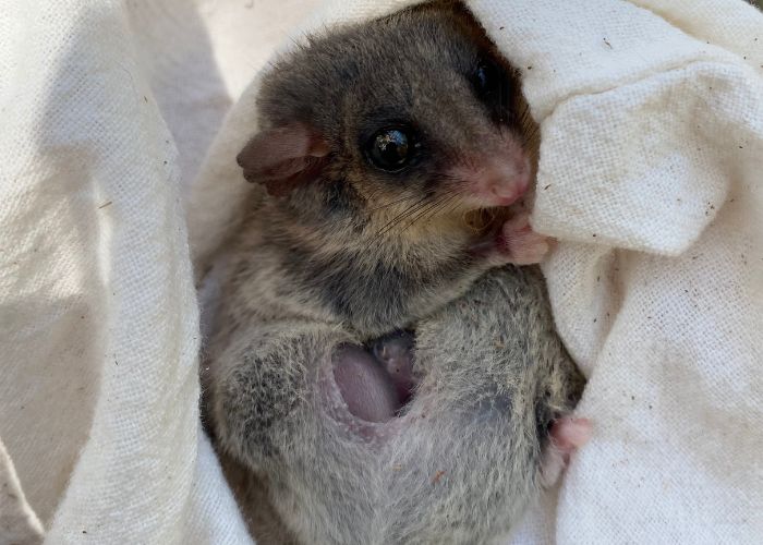 AWC and Harbour Trust set out to translocate a dozen Eastern Pygmy Possums to North Head Sanctuary. One of the new arrivals included a female pregnant with twins. 