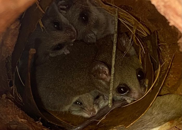 A family of Eastern Pygmy Possums were encountered while sourcing individuals for the translocation.