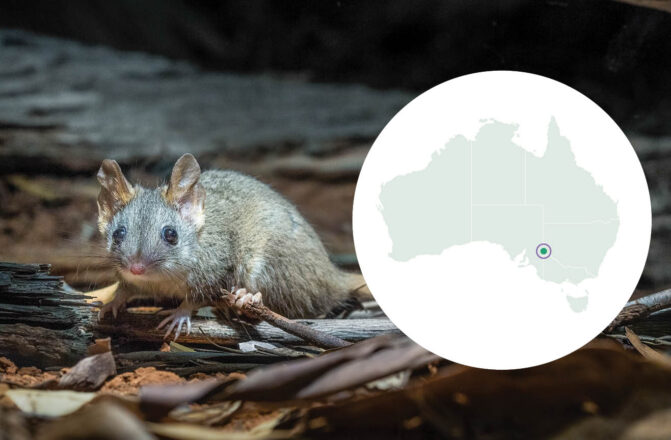 Red-tailed Phascogale