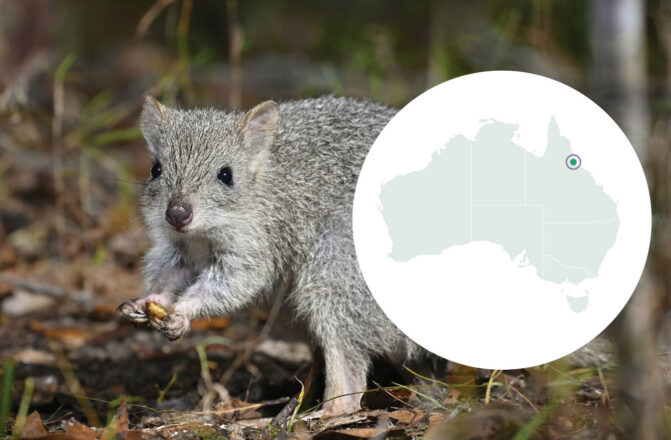 Northern Bettong Reintroduction Map