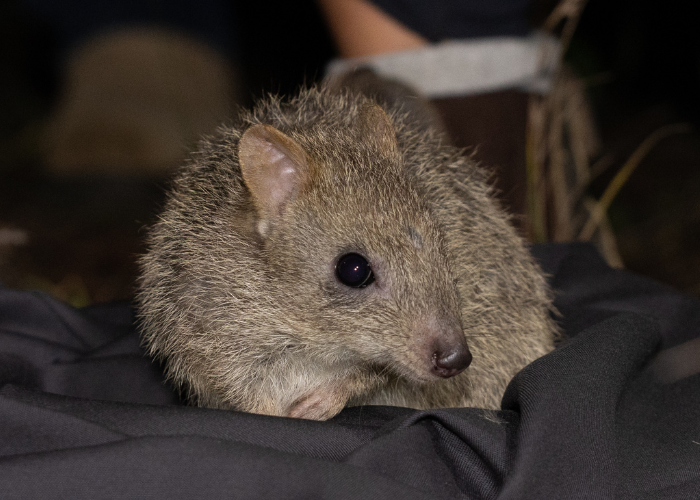 The Northern Bettong has been identified as one of 20 Australian mammals at greatest risk of extinction after losing two populations in the last two decades.