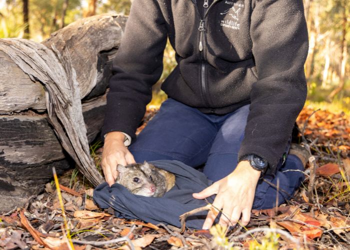 Raising the bar in conservation, AWC reintroduced the 10th species to Mt Gibson Wildlife Sanctuary, the most mammals restored to a single location in Australia.