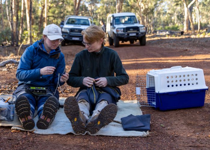 Quolls were fitted with the world’s most advanced drone radio-telemetry system from Wildlife Drones. Pictured ecologists, Melissa Jensen and Robin Sinclair, preparing the collars for the individuals.