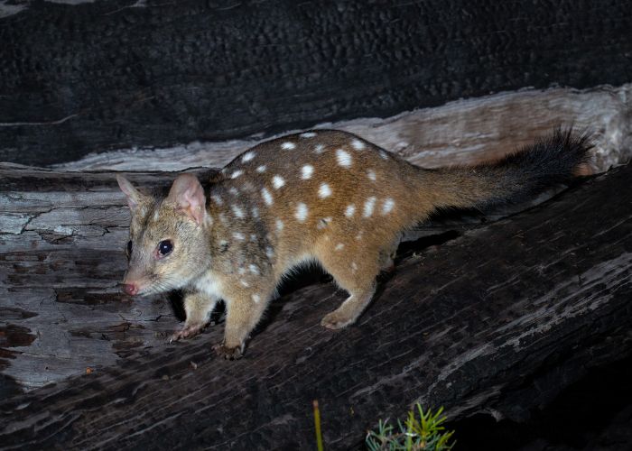 Mt Gibson's Western Quolls were released outside the sanctuary's 7,800-hectare feral predator-free fenced area - the second species, following Brushtail Possums which were successfully released into the wider sanctuary in 2021.