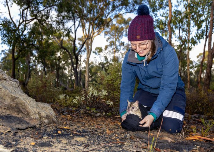 Melissa Jensen, AWC Wildlife Ecologist, releases a Western Quoll. 