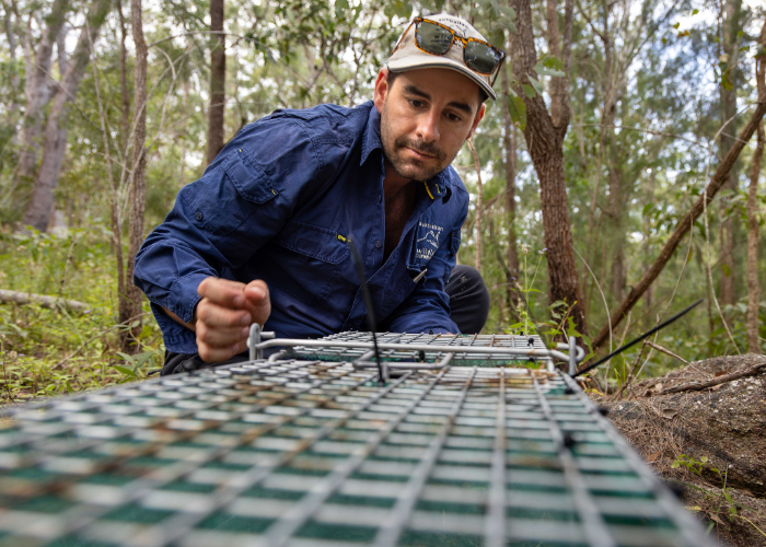Andy Howe, AWC Senior Field Ecologist, checking traps for potential founders in the Lamb Range.