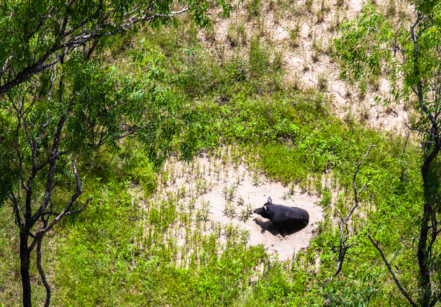 A pig wallows in shallow waters at the edge of a wetland, Piccaninny Plains. 
