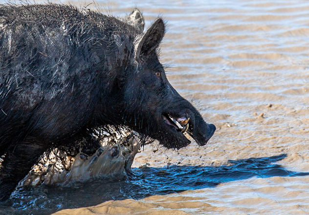 An adult boar wades through water, kicking up slit and mud, at Piccaninny Plains. 