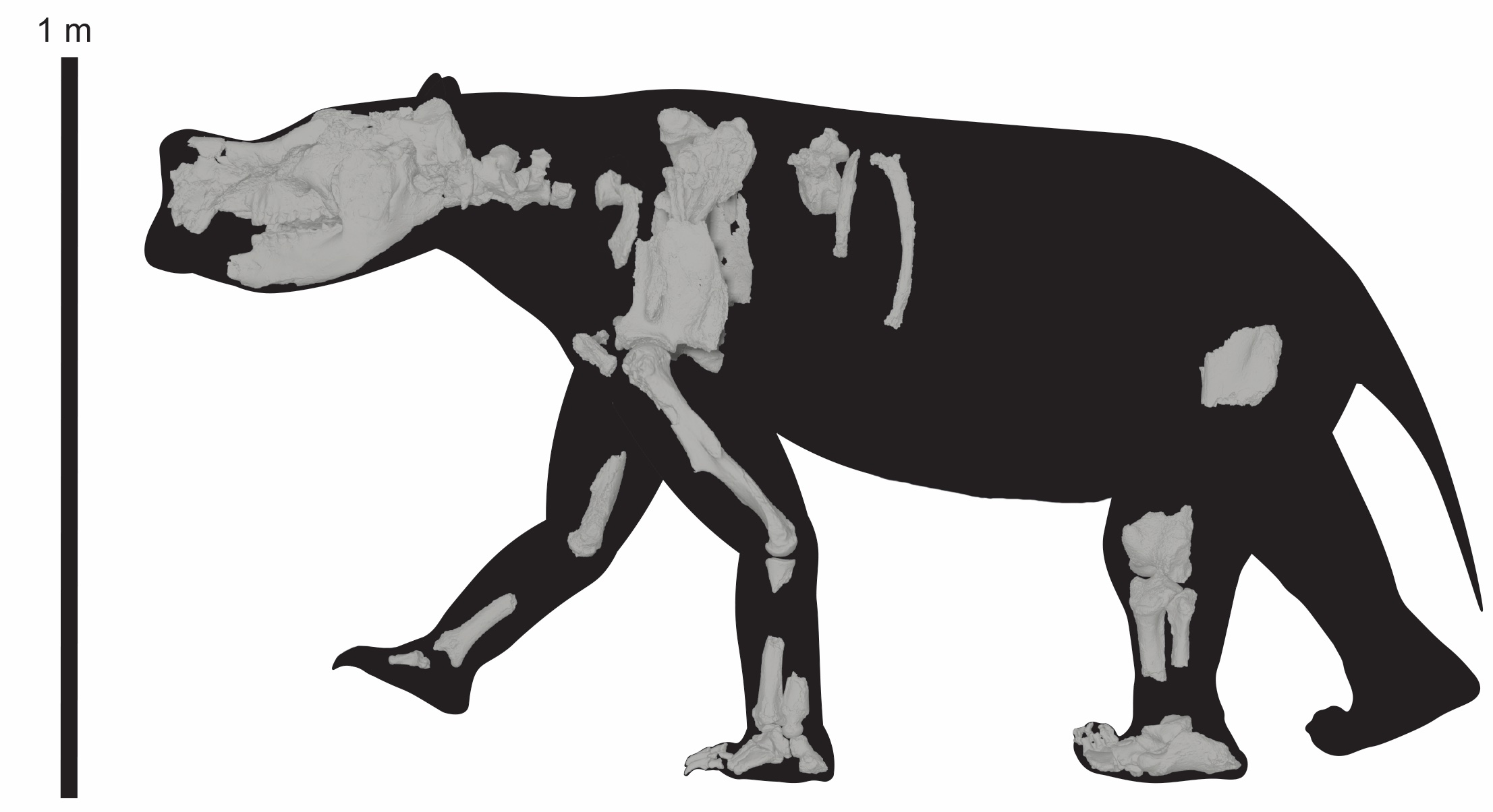 Reconstructed skeleton of the giant marsupial Ambulator keanei