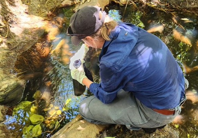 AWC Field Ecologist Naomi Blondel takes an eDNA sample to detect cane toads in a rainforest pocket at one of the monitoring sites. 