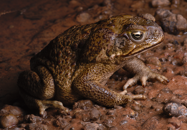 A recently photographed cane toad (Rhinella marina) at Yampi Sound Training Area. 