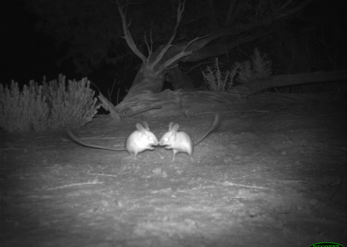 Camera traps were set out to detect the mouse - thousands of pictures were captured of multiple different individuals.