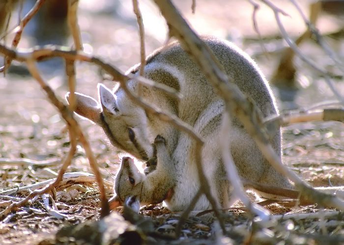 Bridled Nailtail Wallaby and joey in the mallee landscape of Scotia Wildlife Sanctuary, NSW.
