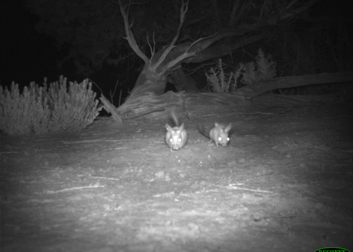 A population of the Dusky Hopping Mouse has been discovered at Scotia Wildlife Sanctuary, 100km from its last known location in NSW.