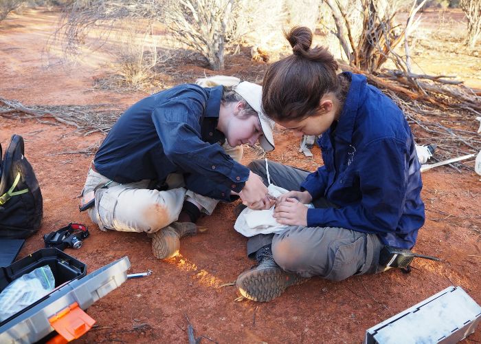 Eco-health surveys over the last year, consisted of 280,571 trap nights. Pictured: Phoebe, AWC Field Ecologist, and Amelia, AWC Intern, processing a Bilby at Mt Gibson Wildlife Sanctuary. 