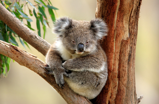 Koala Sitting on Tree | Australian Wildlife Conservancy