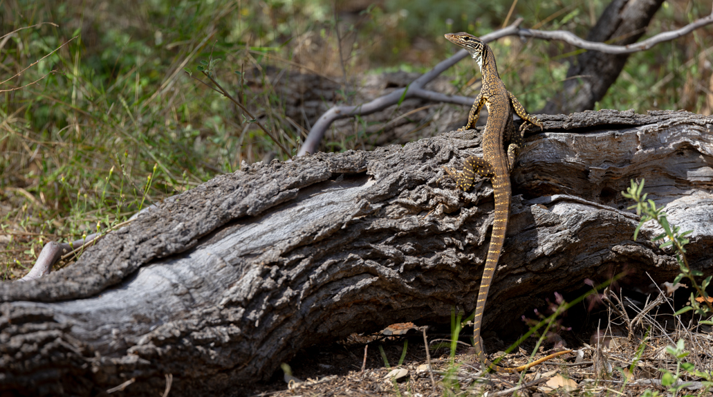 Black Spotted Lizard | Australian Wildlife Conservancy