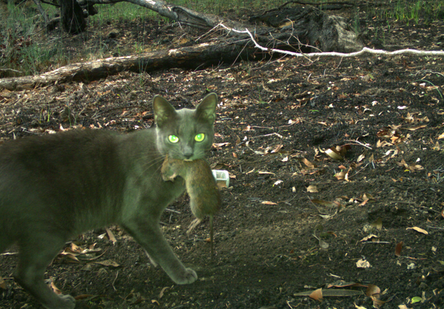 A domestic cat with a deceased Bush Rat (Rattus fuscipes) captured on a camera trap.