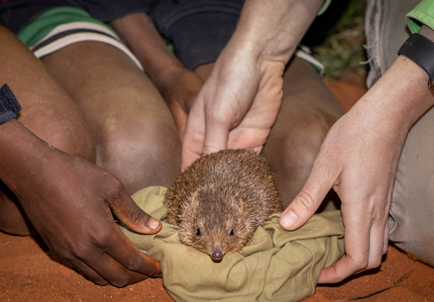 Golden Bandicoot Ruby is released into the predator-free safe haven at Newhaven Wildlife Sanctuary.