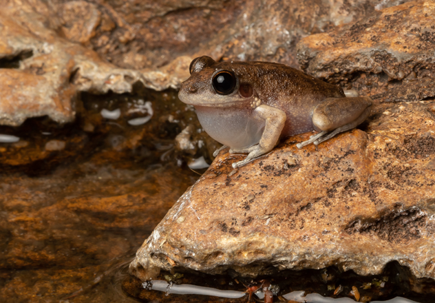 A Copland's Rock Frog (Litoria coplandi) near a small pond of water at Bullo River Station, NT. 
