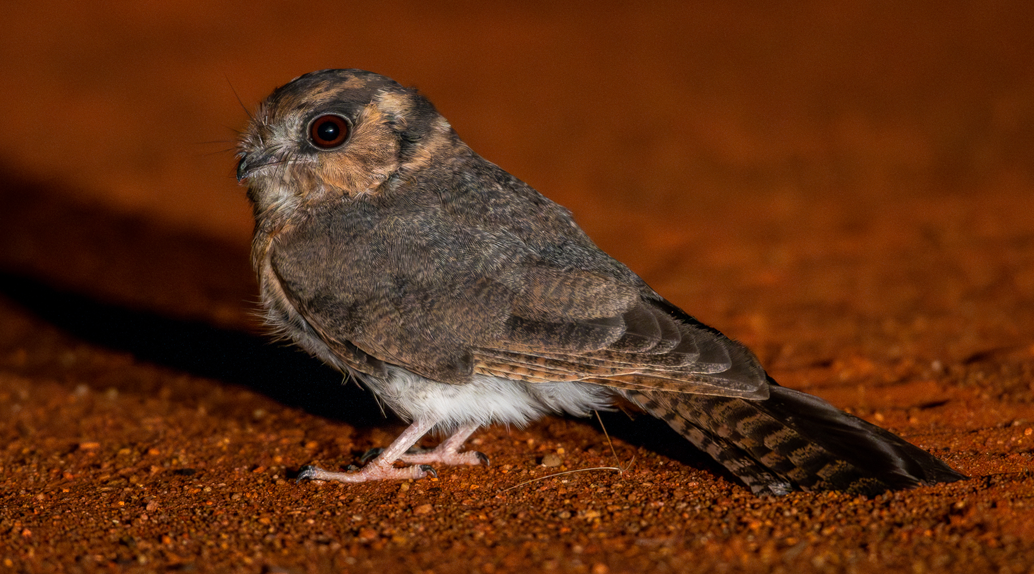 Australian Owlet-nightjar (Aegotheles cristatus).