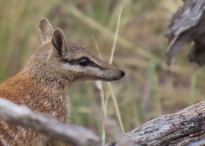A Numbat spotted during a recent survey at Yookamurra Wildlife Sanctuary in South Australia.