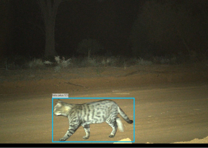 AWC has trialled AI recognisers to identify cats and aims to develop species recognisers for 120 mammals and reptiles.