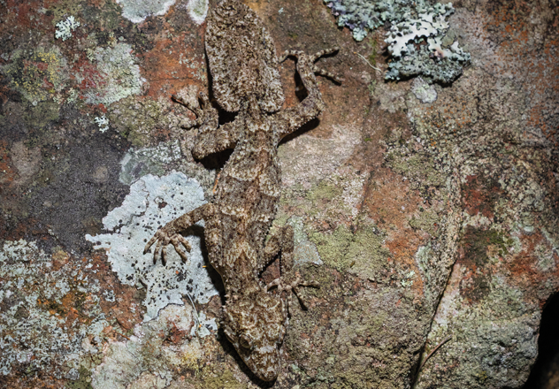 New England Leaf-tailed Gecko (Saltuarius moritzi)