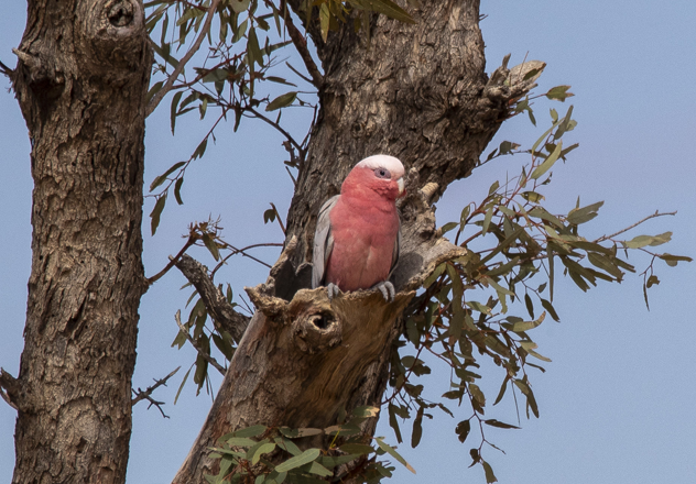 A Galah (Eolophus roseicapilla) emerges from a nesting hollow. One of the most widespread parrot species in Australia Galah’s are monogamous, forming a permanent bond with their mating partner.